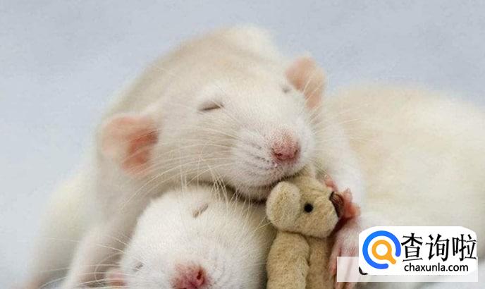 家中有老鼠怎么消灭