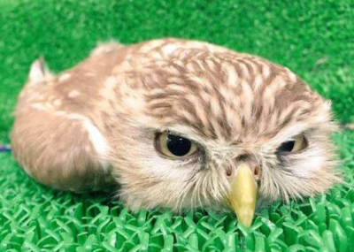 猫头鹰怎么睡觉