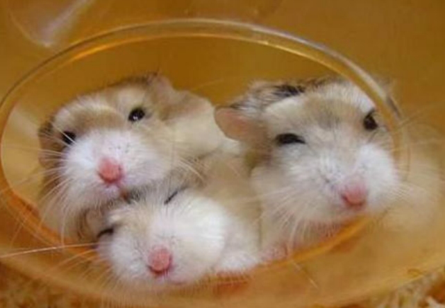 仓鼠的品种有哪些区别？