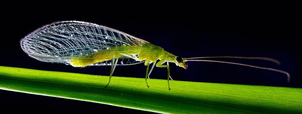 为什么说草蛉是除害能手呢