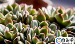 多肉植物休眠知识及休眠时间表