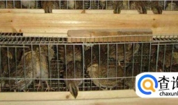 怎样科学养鹌鹑？