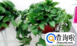 真人多图：手把手教你怎么挑选绿航绿萝