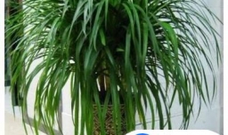 龙须树叶子发黄的原因和养护注意事项有哪些？