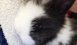 怎样养宠物兔？宠物兔能活多久？