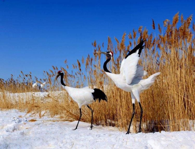 才高八斗打一动物