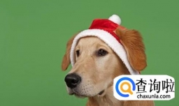 宠物选美比赛都有哪些规定？