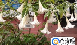 曼陀罗花怎样养