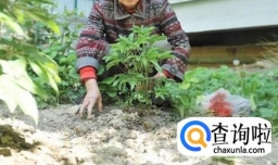 芍药不开花的解决办法