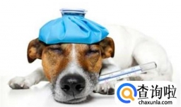 狗狗发烧如何治疗最有效？