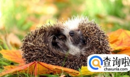怎么喂养小刺猬