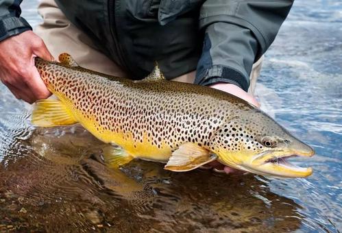 为什么有的鱼能监测水质污染