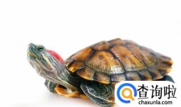 如何养殖巴西龟