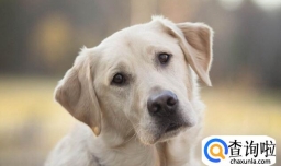 狗狗爱咬东西是什么原因,如何纠正狗狗爱咬东西