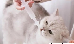 猫咪驱虫的注意事项