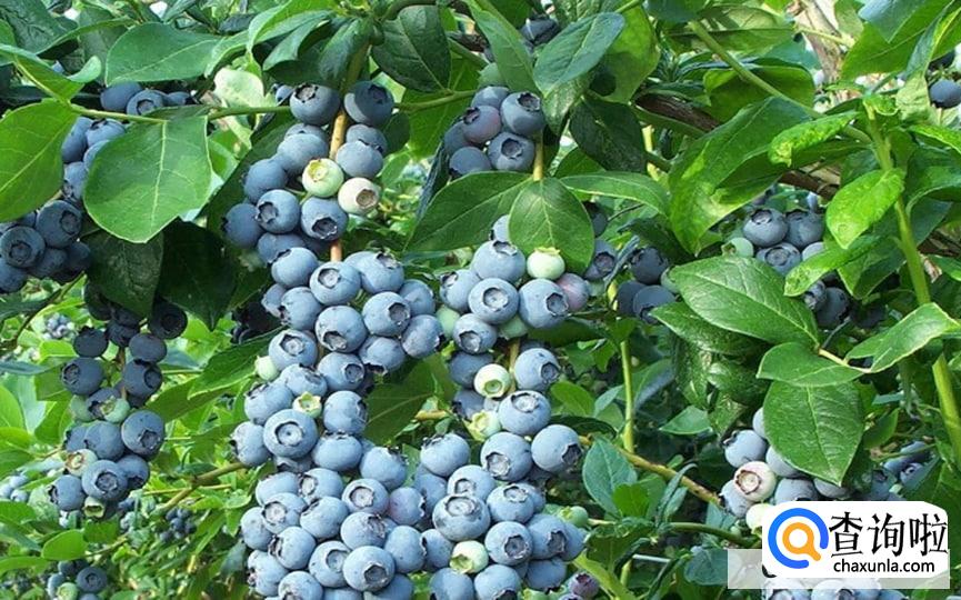蓝莓对眼睛有什么好处