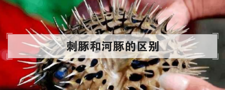 刺豚和河豚的区别