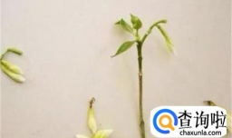 水培栀子花怎样生根快