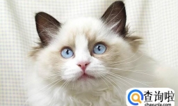 布偶猫为什么要绝育