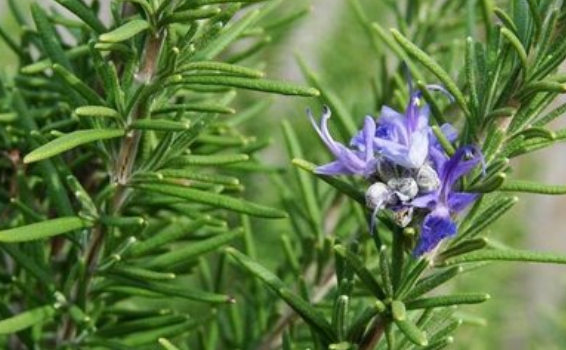 迷迭香是什么&nbsp;