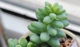 新玉缀怎么才能爆棚