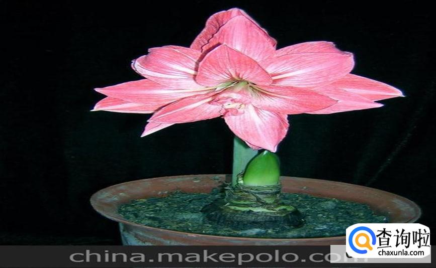 朱顶红怎么养种球才会越大越好