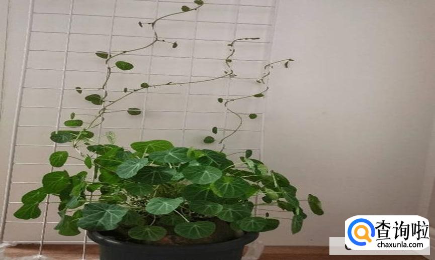 山乌龟怎么养才能更好