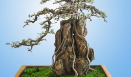 对节白蜡盆景怎么养