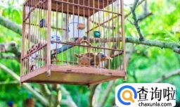 新手养鸟需要注意些什么