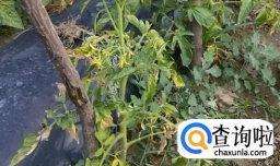 家里种的番茄该如何修剪