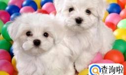 比熊幼犬三个月正常体重是多少？