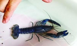 什么观赏虾最好养？宠物虾种类指南