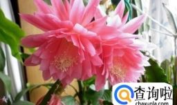 让令箭荷花开花的养护方法