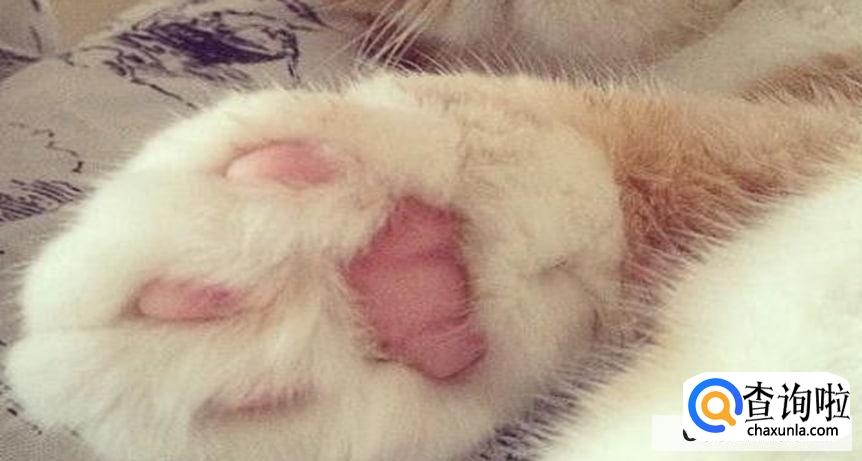怎样给猫咪剪指甲最正确