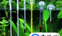 刚出生的凤尾鱼怎么养