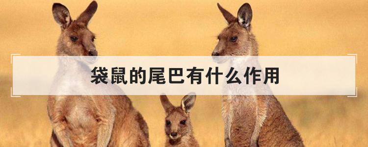 袋鼠的尾巴有什么作用