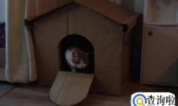 如何做一个定制猫窝