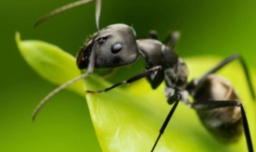 蚂蚁怎么消灭？用什么药？