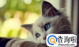 小猫多大可以驱虫？幼猫用药注意事项