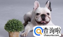 狗狗钙片什么牌子好