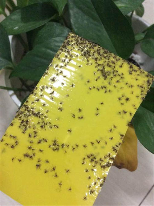 蚊虫多的环境怎么解决