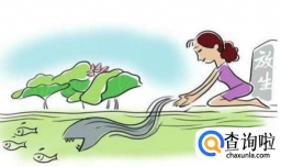 外国宠物会造成物种入侵吗