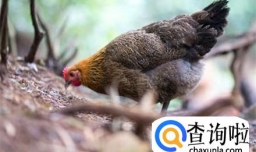 家养鸡的饲养方法