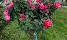 新买的树桩月季怎么养