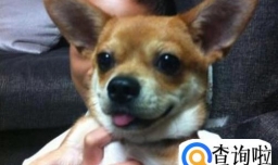 什么狗长不大又便宜