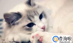 猫咪泪痕的常见处理方法