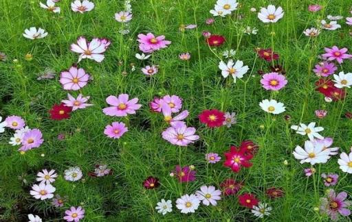 波斯菊种子怎样播种