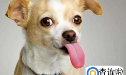 吉娃娃不爱喝水怎么办，吉娃娃一天喝多少水