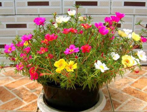 太阳花花语是什么？