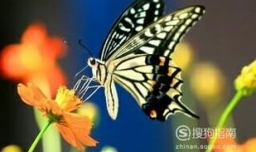 毛毛虫怎么变成蝴蝶